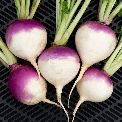 Purple Top White Globe Turnips TP1-500