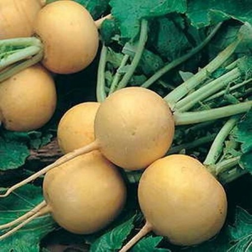 Golden Ball Turnips TP4-500