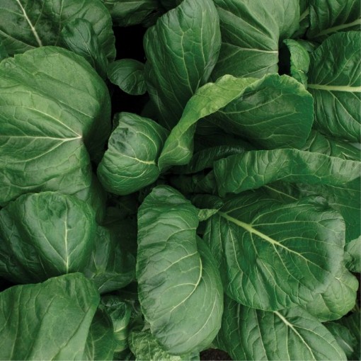 Southern Green Turnips TP13-500