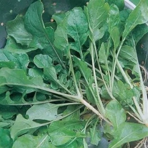 Seven Top Turnips TP2-500