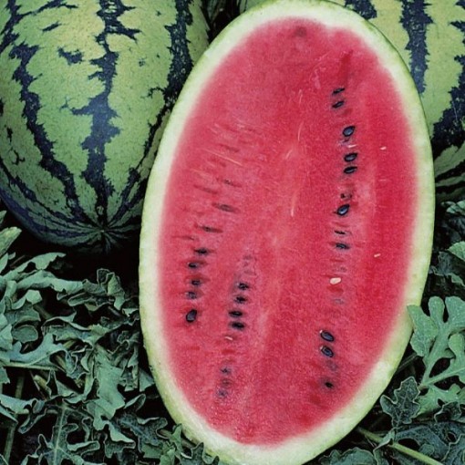 All Sweet Watermelons WM1-20
