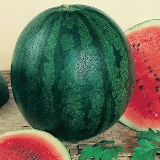 Sugar Baby Watermelons WM18-20