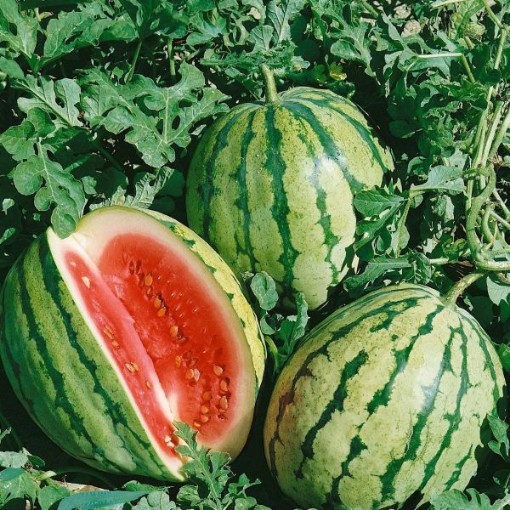 Dixie Queen Watermelons WM31-20