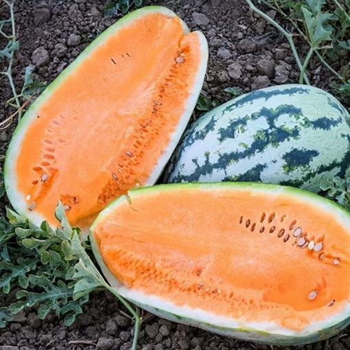 Orangeglo Watermelons WM41-20