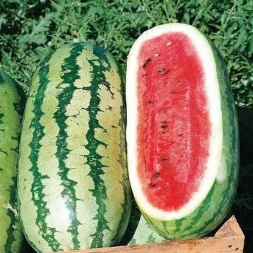Jubilee Watermelons WM65-20