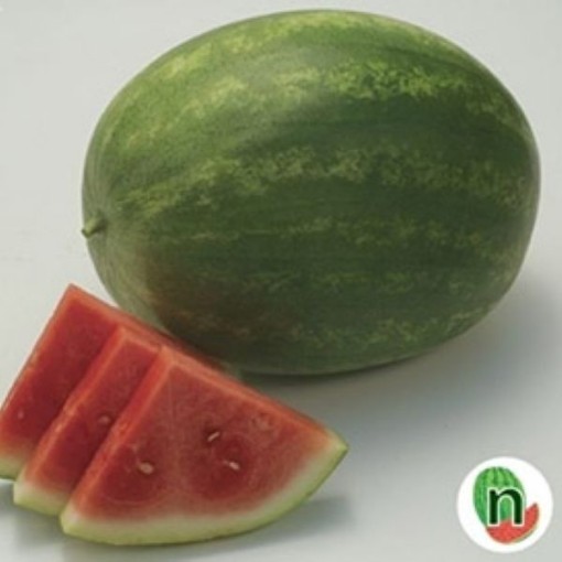 Super Seedless 7167 Watermelons WM70-5
