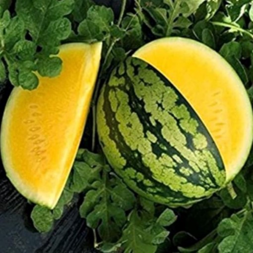Yellow Gem Watermelons WM71-20