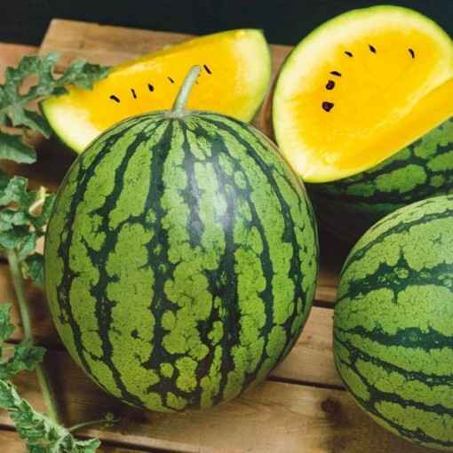 Yellow Petite Watermelons WM75-20