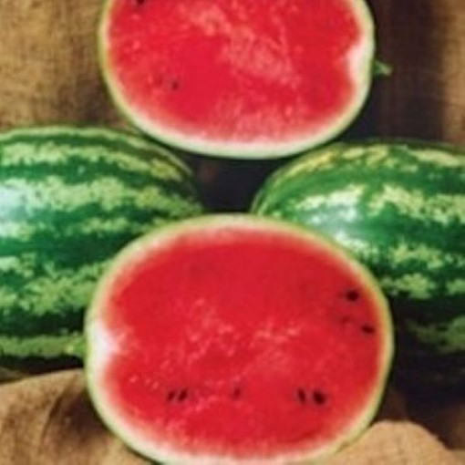 Crispy Critter Watermelons WM77-20