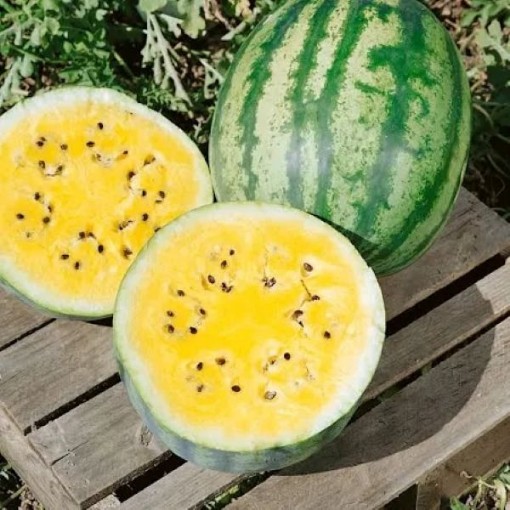 Golden Honey Watermelons WM87-20