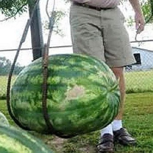 Cobb Gem Watermelons WM88-10