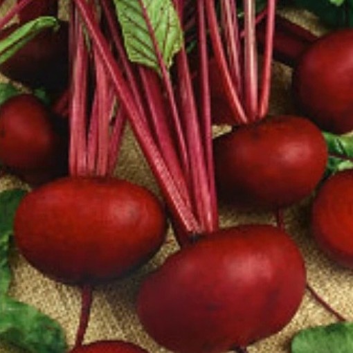 Crosby's Egyptian Beets BT2-100