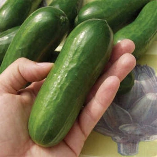 Iznik Cucumbers CU62-10