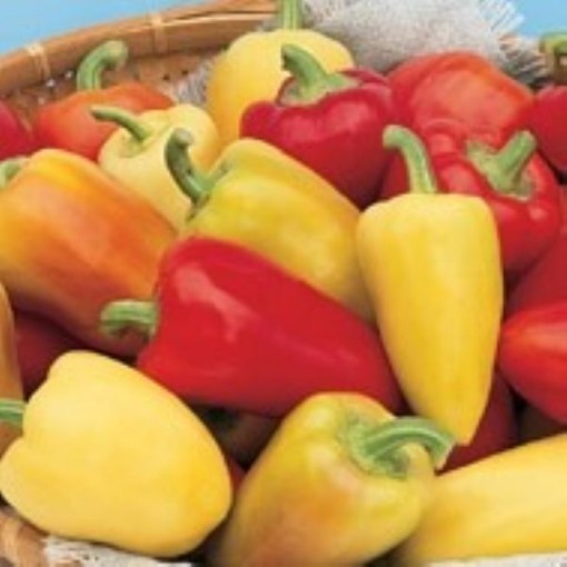 Antohi Romanian Peppers SP3-10