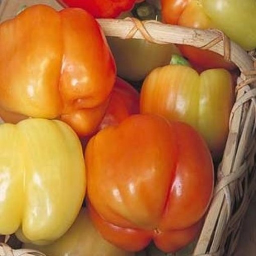 Blushing Beauty Peppers SP12-10