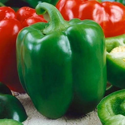 Chinese Giant Peppers SP16-20