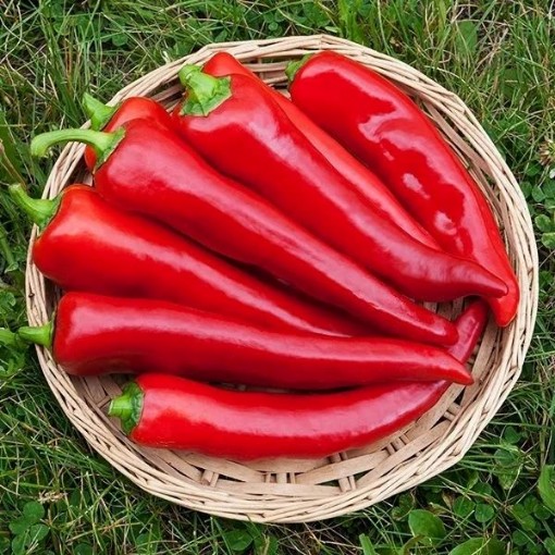 Corno di Toro Red Peppers SP18-20