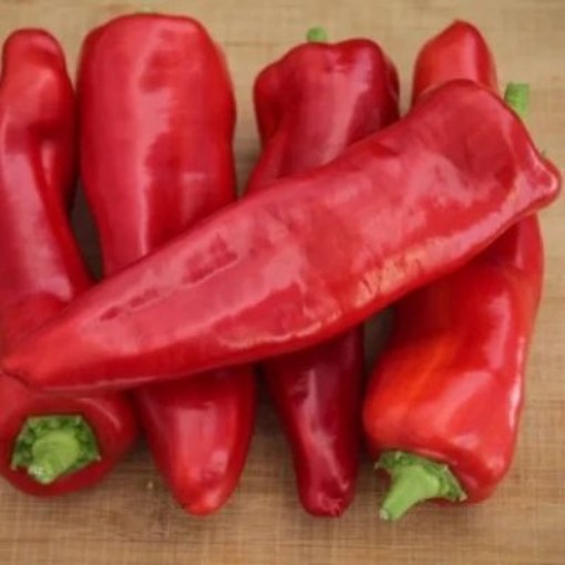 Giant Aconcagua Peppers SP28-20