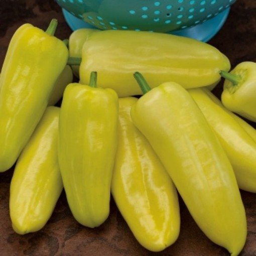 Gypsy Peppers SP32-20