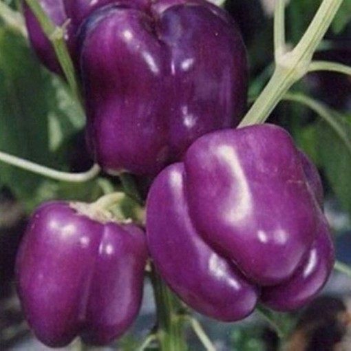 Lilac Peppers SP40-20
