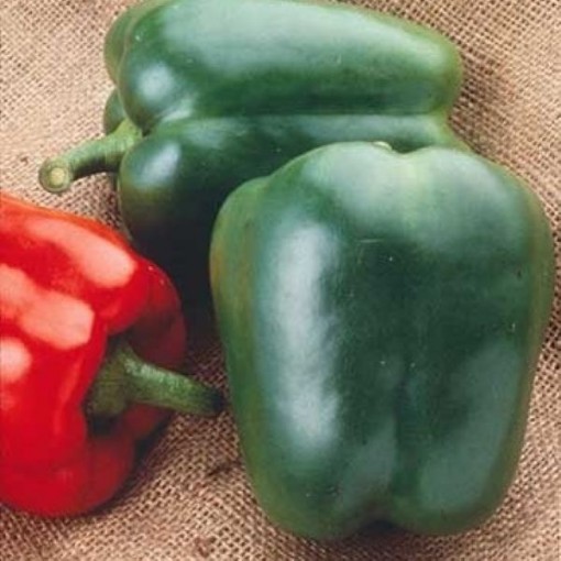 North Star Peppers SP48-20