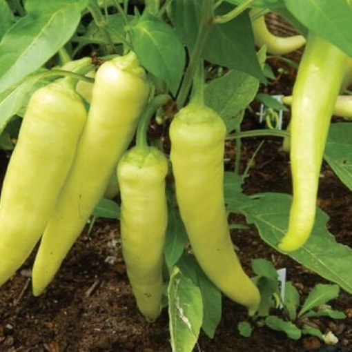 Sweet Banana Peppers SP70-20