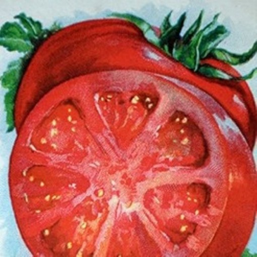 Heat Queen Tomato Seeds TM24-10