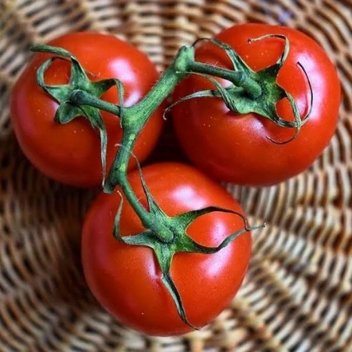 Willamette Tomato TM159-20