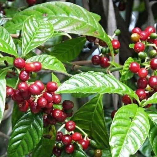 Coffee Beans TR10-25