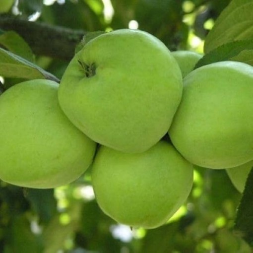 Antonovka Apple Tree TR2-25