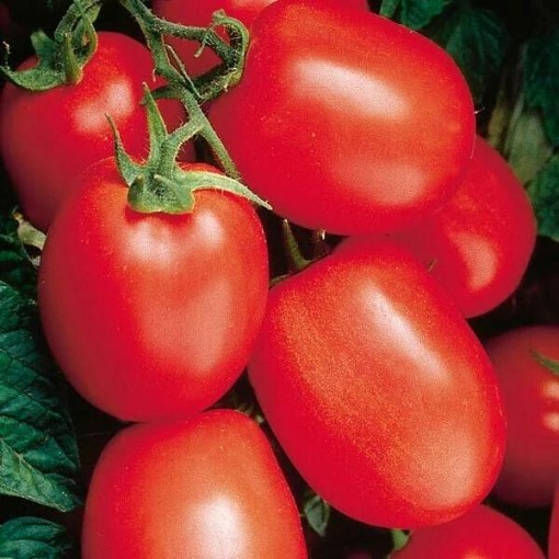 Health Kick Tomato TM277-10