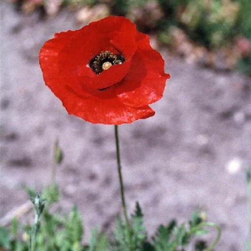 Breadseed Poppy HB163-1000