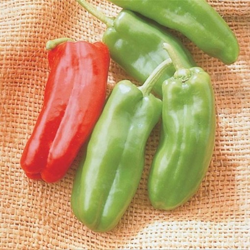 Giant Marconi Peppers SP96-20