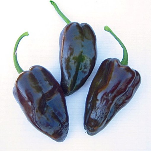 Mulato Isleno Peppers HP293-20