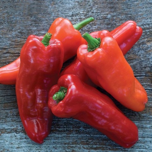 Costa Rican Peppers SP396-10