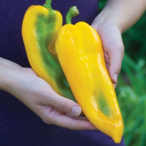 Big Daddy Peppers SP256-10