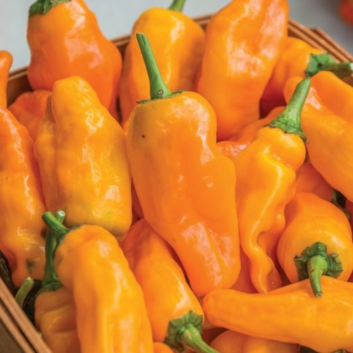 Orange Pepperoncini Peppers HP2552-10