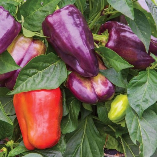 Pinot Noir Peppers SP408-10