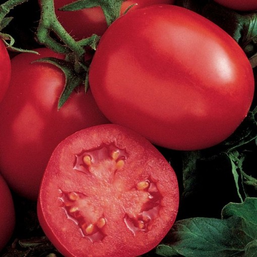 Ensalada Tomato TM25-10