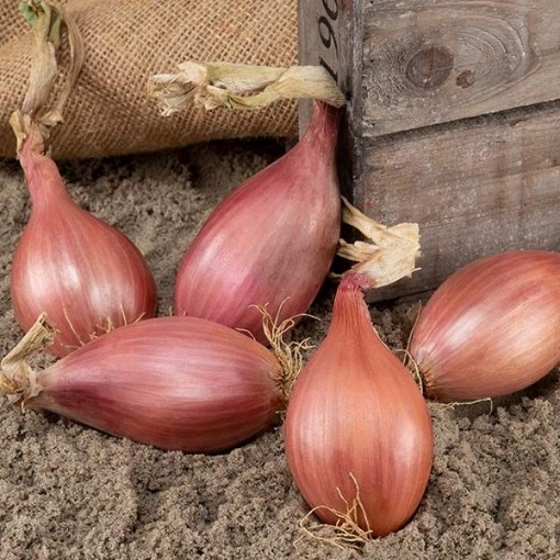 Innovator Shallots SH1-50