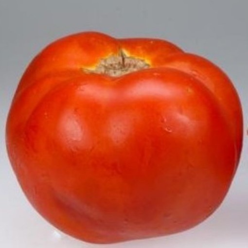 Campbell's 146 Tomato TM33-20