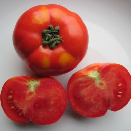 Rutgers Schermerhorn Tomato TM46-20