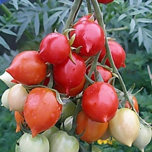 Geranium Kiss Tomato TM66-20