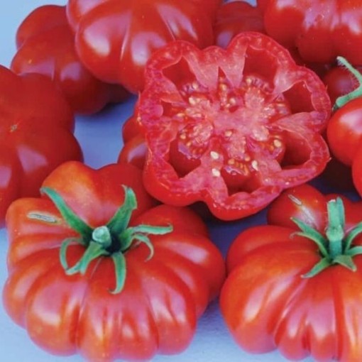 Rosso Sicilian Tomato Seeds TM134-20