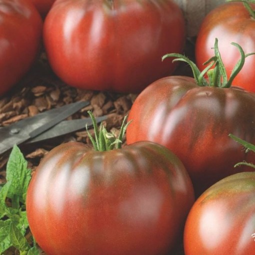 Tasmanian Chocolate Tomato TM137-20