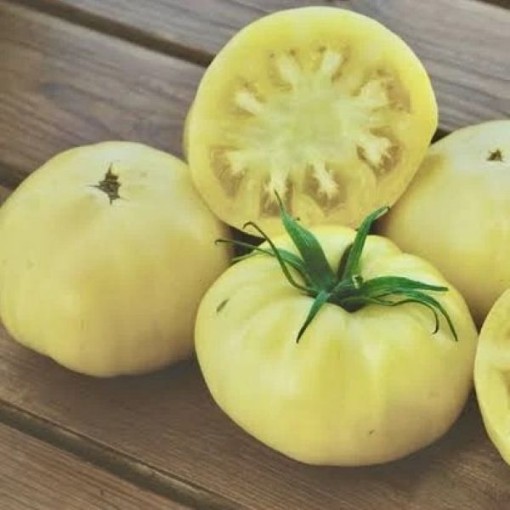 White Tomesol Tomato TM143-20