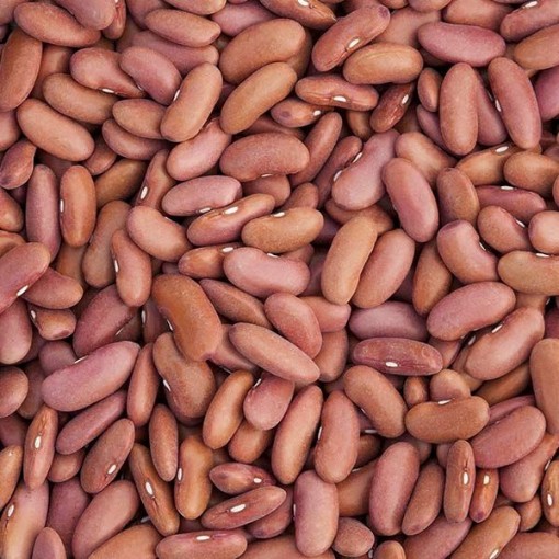 Light Red Kidney Beans BN25-500