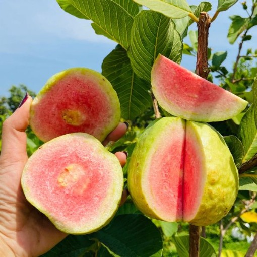 Guava Fruit Trees TR43-20