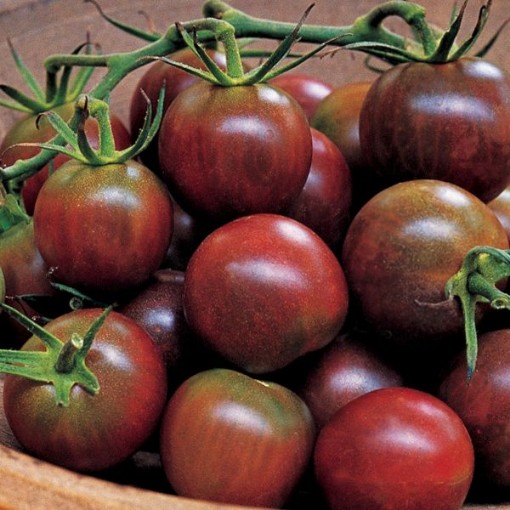 Black Pearl Tomato TM150-10