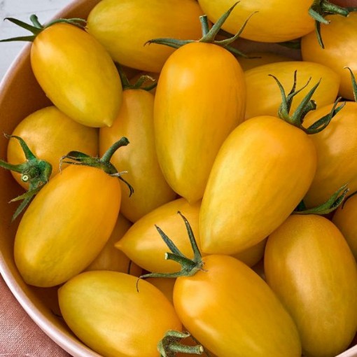 Bliss Tomato TM151-10